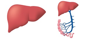 肝臓の画像
